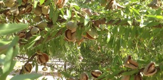 La producción de almendra caerá un 57% en Castilla-La Mancha almendros