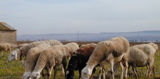 Convocadas las ayudas para ganado atacado por lobos