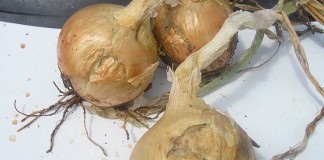 Finaliza el periodo de contratación del seguro de cebolla y otras hortícolas