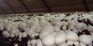 La subida de un 300 por cien del precio de la paja, por la sequía, hace inviable el cultivo del champiñón champiñón