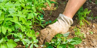 Las nuevas medidas de apoyo al sector agrario del Gobierno se centran en los seguros agrarios cultivos