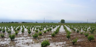 Ampliado el plazo de resolución de ayudas por daños en 2015