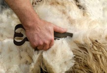 Los ganaderos afrontan el esquileo con pérdidas por el precio de la lana esquilar