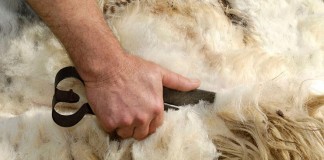 El aumento de la demanda asiática revaloriza la lana de oveja esquilar