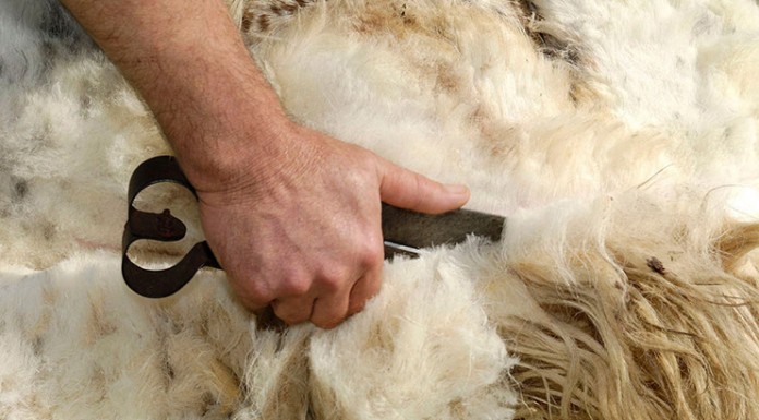 El aumento de la demanda asiática revaloriza la lana de oveja esquilar