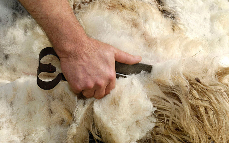 repollo Lío El cuarto Los esquiladores esperan al buen tiempo para una campaña con lana devaluada  - AgroCLM