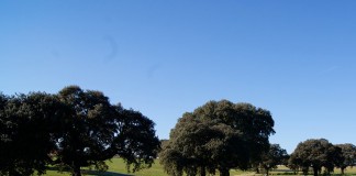 ASAJA Ciudad Real constituirá una Sectorial de Forestación de Tierras Agrarias