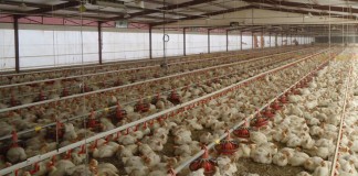 Los sueldos en granjas avícolas suben un 0,3%