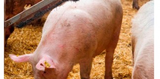 INTERPORC promociona el cerdo blanco español en ‘ SIAL SANGHÁI’