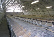 ¿Cuántas granjas cunícolas quedan en España? granja conejos