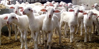 Consejo de Ministros aprueba 10 millones para ayudas a explotaciones ganaderas de cordero y cabrito