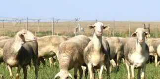 Convocadas ayudas para ADSGs