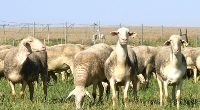 Septiembre, mejor mes para la inseminación del ovino de raza Manchega