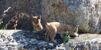Dos nuevas camadas de linces nacidas en estado salvaje en Montes de Toledo
