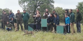 Cuatro nuevos ejemplares de lince ibérico liberados