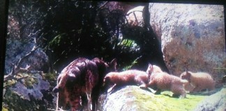 Localizada segunda camada de cachorros lince ibérico en Montes de Toledo