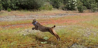 Moruno y Mazapán, dos nuevos machos de lince ibérico liberados