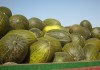 Melón y sandía registran nuevas bajadas de precio en la Lonja Hortofrutícola de de Castilla-La Mancha melones