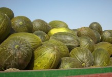 Melón y sandía registran nuevas bajadas de precio en la Lonja Hortofrutícola de de Castilla-La Mancha melones
