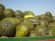 Melón y sandía registran nuevas bajadas de precio en la Lonja Hortofrutícola de de Castilla-La Mancha melones