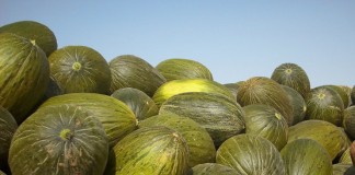 Lonja de Melón y Sandía inicia cotizaciones con precios bajos melones