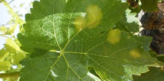 Prueban un producto contra el mildiu en La Rioja