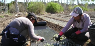Magrama convoca VII Premios Excelencia a la Innovación para Mujeres Rurales