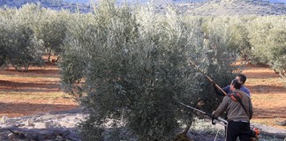 Los agricultores, satisfechos al fin con ventas aceite oliva tras años de ruina