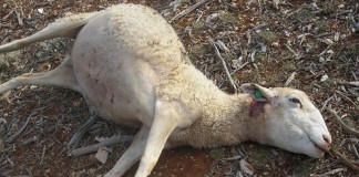 Publicadas las ayudas para evitar ataques de lobos en Guadalajara