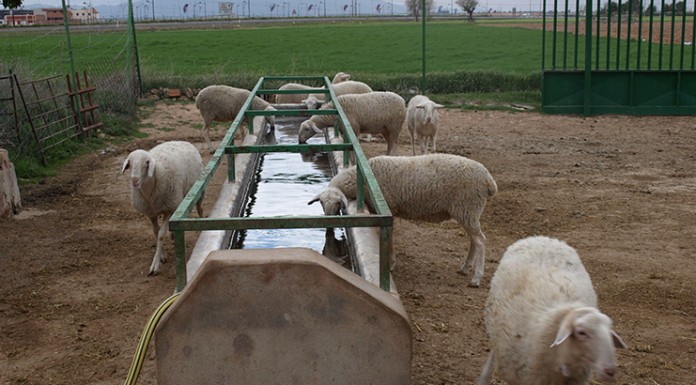 Los precios de los piensos de ovino y caprino bajan un 15%