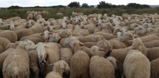 Gobierno CLM anuncia 8,5 millones para ovino y caprino en extensivo