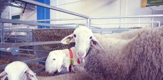 La próxima subasta de sementales de raza Manchega será en Manzanares