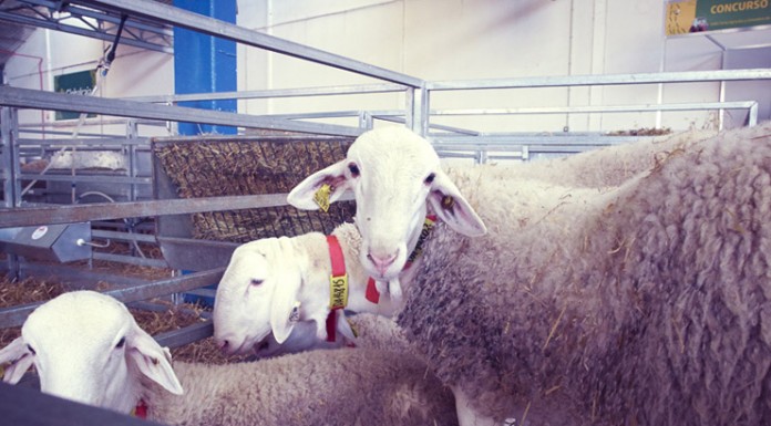 La próxima subasta de sementales de raza Manchega será en Manzanares