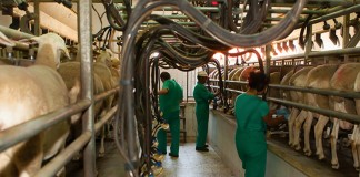 Curso sobre ordeño en pequeños rumiantes en Valdepeñas