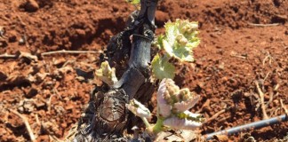 Las heladas primaverales causan daños en el campo