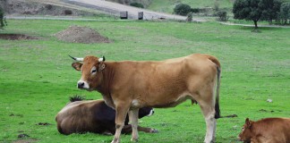 ACM ofrece un nuevo seguro de ganado a partir de junio