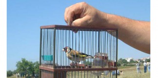 Celebrado el Autonómico de Silvestrismo en Guadalajara