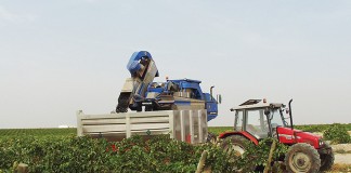 Cooperativas Agro-alimentarias promoverá un nuevo sistema de retribución de la uva