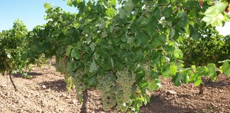 Cooperativas prevé una producción de 20-21 millones de hectolitros de vino viñedo