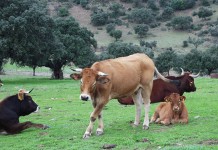 La profesión veterinaria propone recuperar nutrientes de residuos ganaderos ante la crisis de fertilizantes vacas