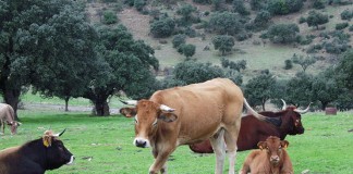 Los ganaderos deberán comunicar a las administraciones públicas la estimación de las emisiones de sus animales vacas