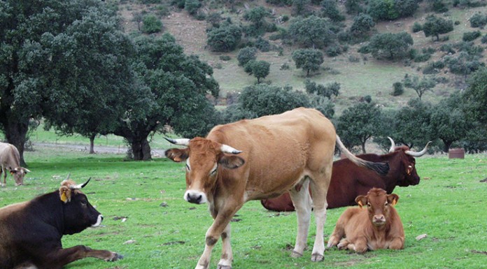 Estipulado el importe de las ayudas asociadas a ovino, caprino y vacuno vacas