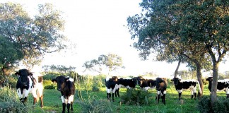 Otra industria láctea que deja de recoger leche a ganaderos toledanos
