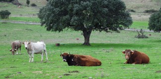 España, reconocida como país con riesgo insignificante de encefalopatía espongiforme bovina vacas