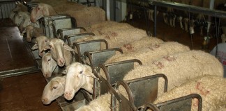 Convocadas las ayudas para erradicación, control y vigilancia de enfermedades animales