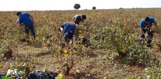 Cooperativas Agro-alimentarias alerta disminución de cosecha de uva, si persiste la sequía