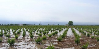 Los seguros agrarios alcanzan máximos históricos
