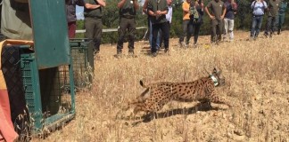 ‘Masiega’ y ‘Melojo’ refuerzan la población de lince ibérico en CLM