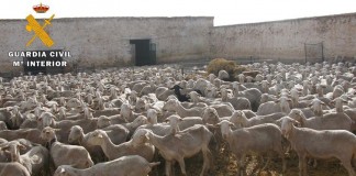 Tres detenidos por robar ganado en Hellín (Albacete)