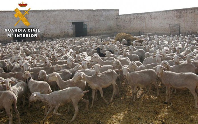 Ovejas-robos-guardia-civil